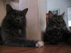 We Miss Our Cats